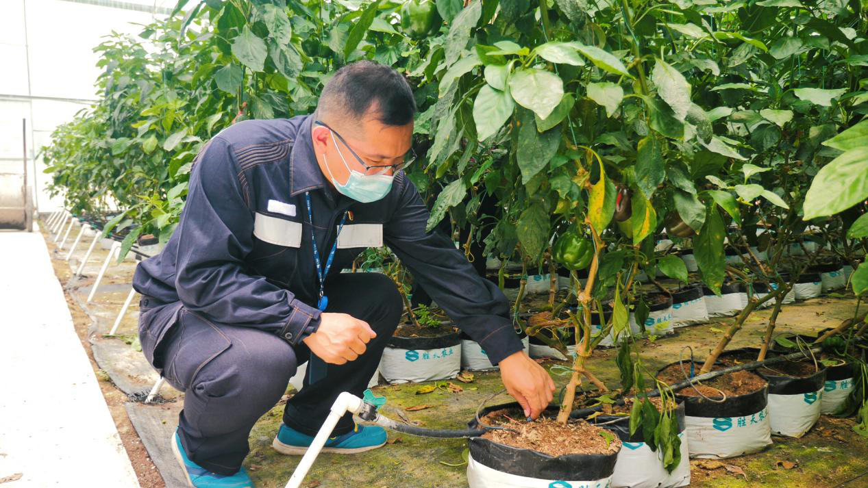 高锋将扶贫户的农作物苗看做孩子一样守护。谭茂茜摄