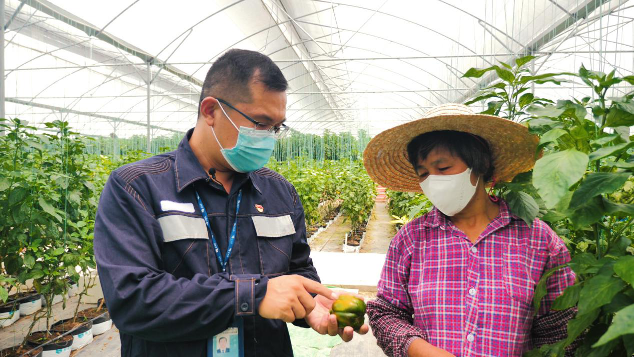 疫情期间，高锋驱车回到定点扶贫村肇庆市林洞村内，在春耕之时和农户一起在彩椒种植大棚内研究彩椒品种。谭茂茜摄
